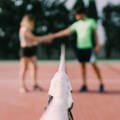 Bienvenidos a la nueva web del Club de Tenis Almoradí